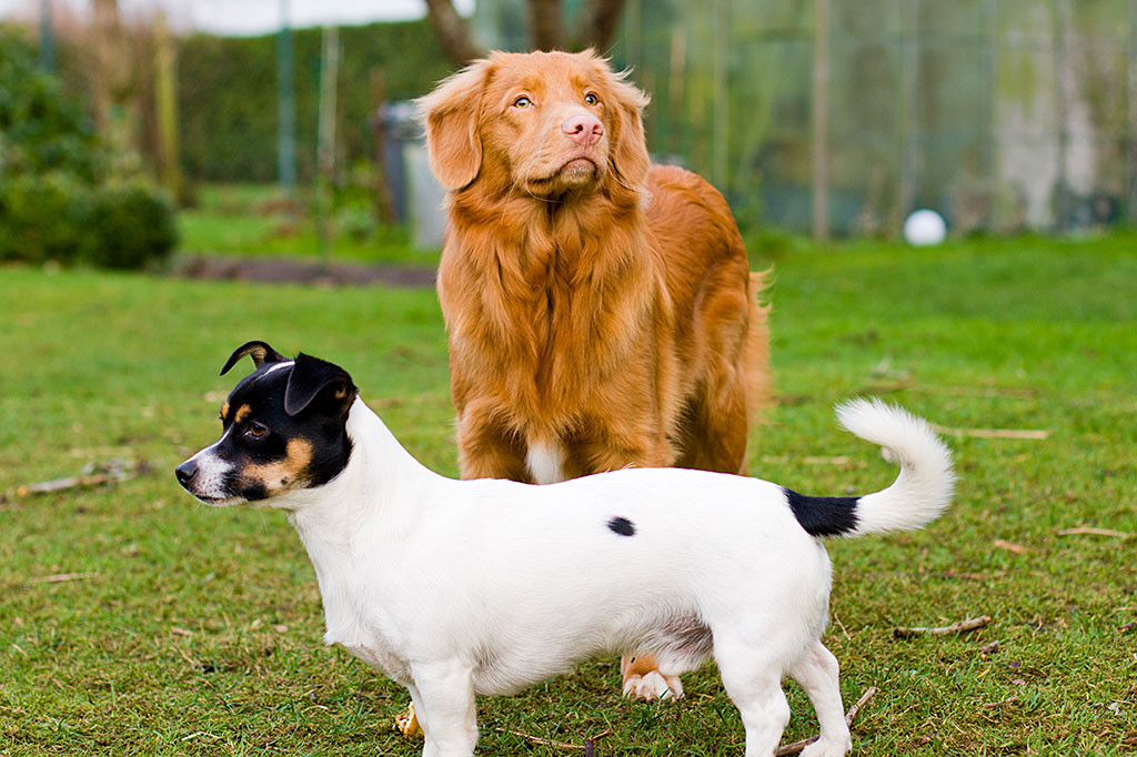 Edison steht in die Luft guckend hinter Oreo, der längs vor ihm posiert