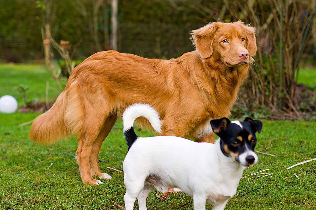 Edison und Oreo stehen im Garten