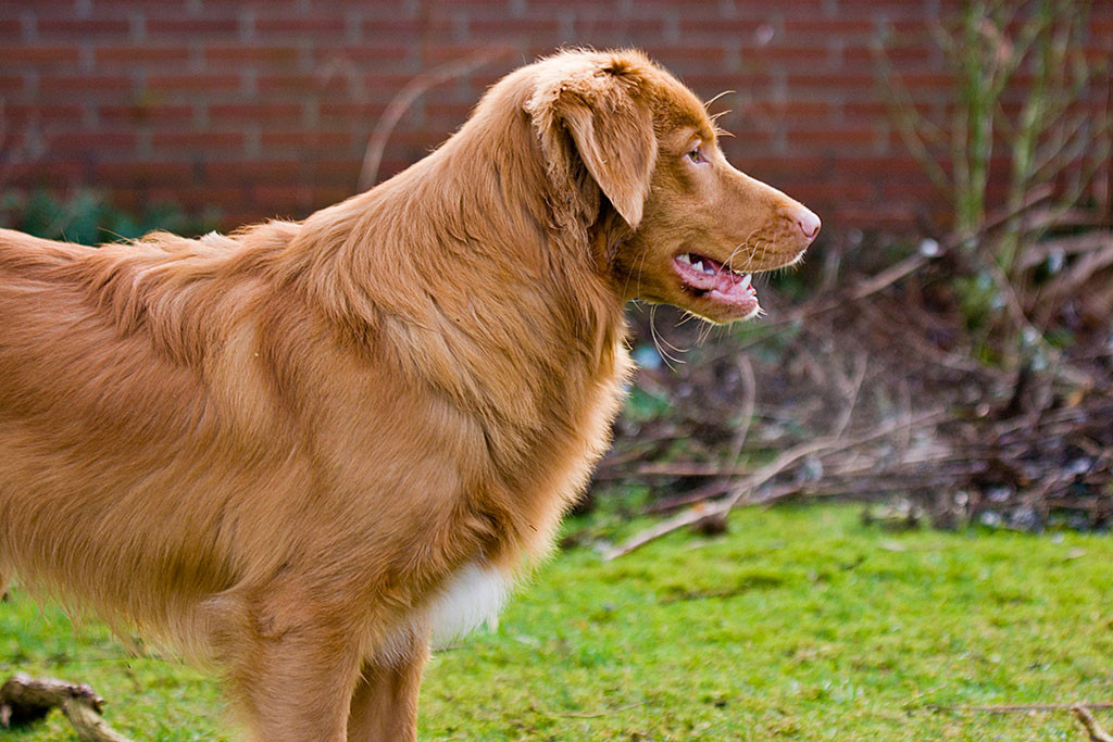 Edison im Profil mit stolz geschwellter Brust