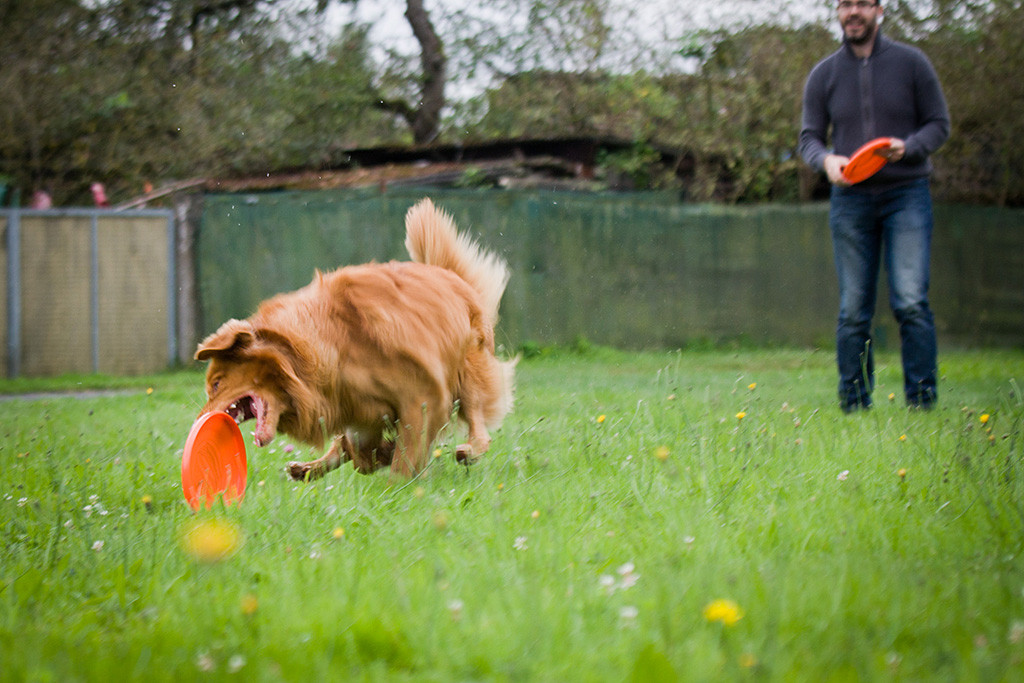 Edison schnappt sich eine rollende Frisbee
