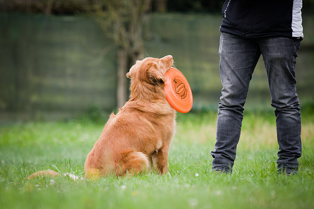 Ivalu sietzt vor Stefan und trägt dabei eine Frisbee lediglich auf dem rechten Fangzahn