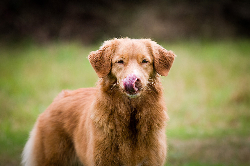Ivalu schaut frontal in die Kamera und schleckt sich dabei mit der Zunge über ihre Nase