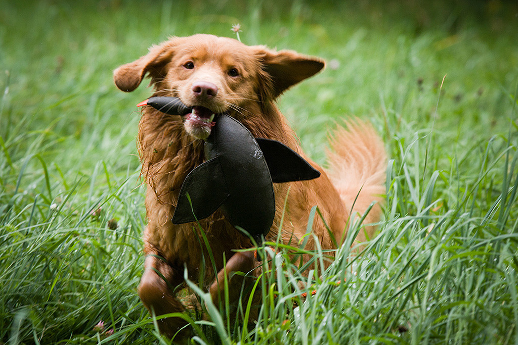Edison trägt eine Dummy-Ente im Fang und schreitet durchs hohe Gras