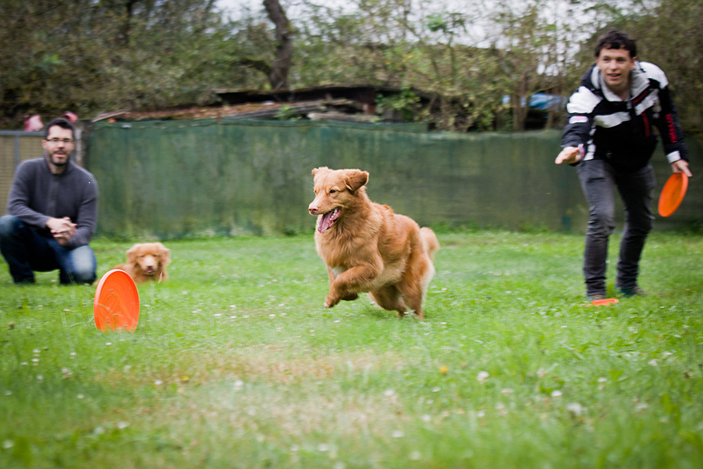 Ivalu sprintet einer von Stefan geworfenen, rollenden Frisbee hinterher während Edison und Stephan im Hintergrund zuschauen