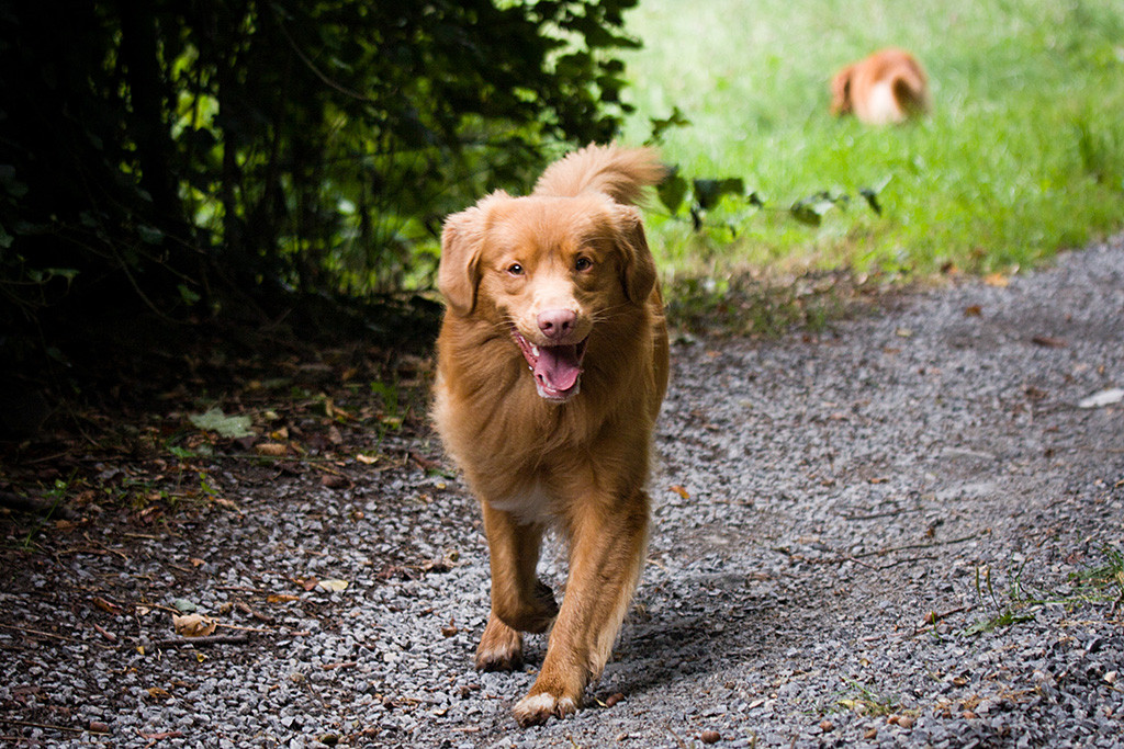 Edison läuft lächelnd auf die Kamera zu