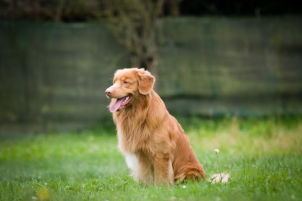 Edison sitzt mit heraushängender Zunge erwartungsvoll auf dem Rasen