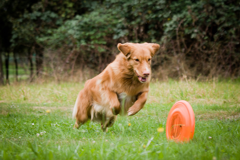 Ivalu springt einer rollenden Frisbee hinterher