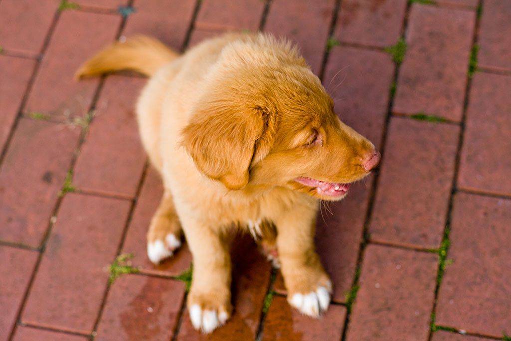 Edison sitzt auf der Terasse und schaut weg