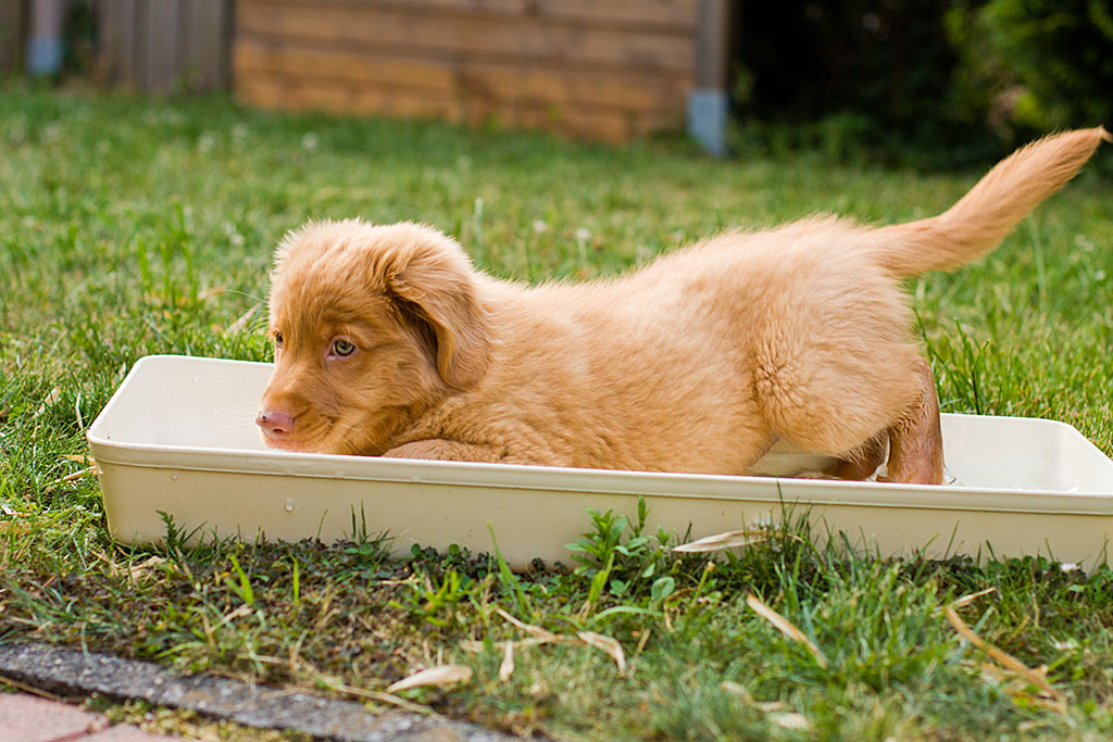 Edison badet in der Wasserschale zur Abkühlung