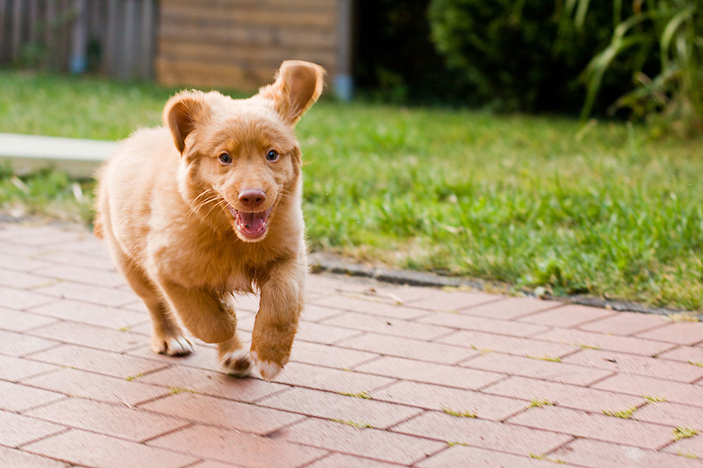 Edison kommt wie wild angerannt und seine Ohren fliegen in alle Richtungen