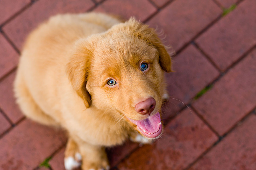 Edison sitzt auf der Terasse und schaut in die Kamera