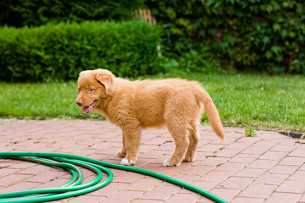 Edison vor dem Wasserschlauch mit schelmischem Blick
