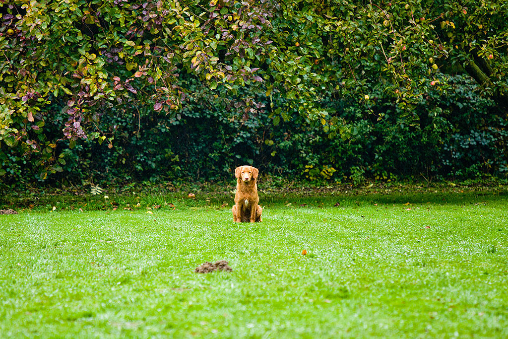 Edison sitzt auf der WIese