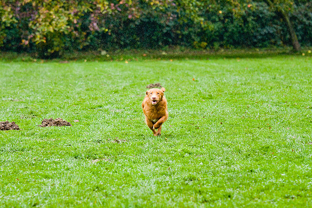 Edison saust über die Wiese