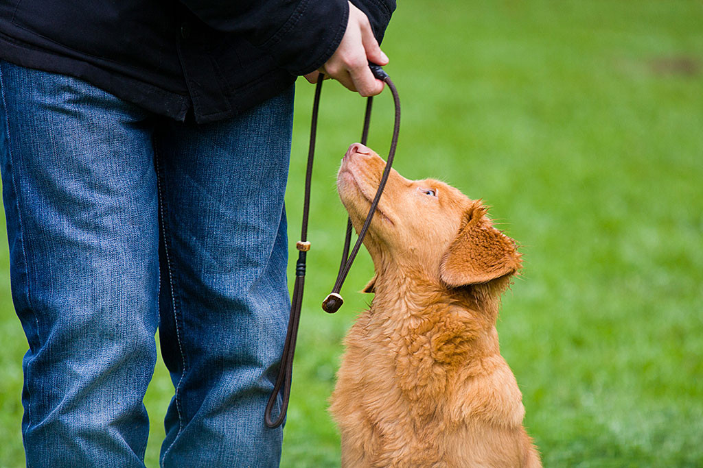Edison steckt seinen Kopf durch die Leine, die Stephan ihm hinhält
