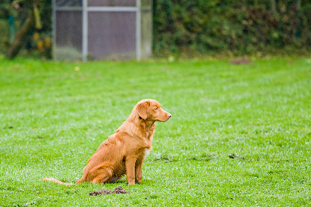 Edison sitzt auf der Wiese und wartet gespannt