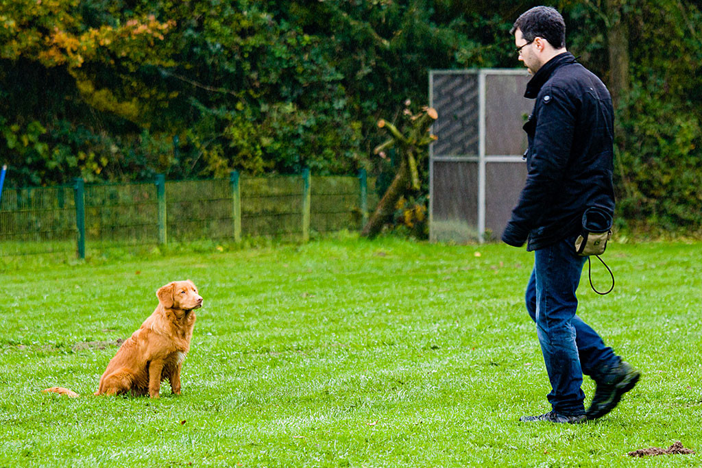Edison wartet auf der Wiese darauf, dass Stephan wieder bei zurück kommt