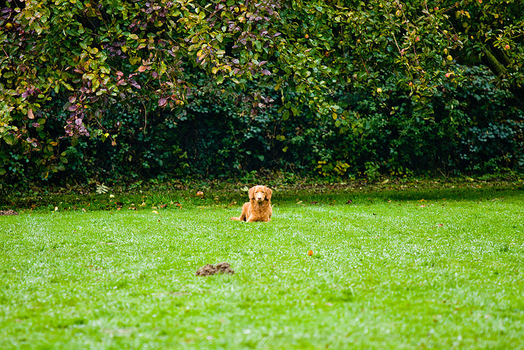 Edison liegt auf der Wiese