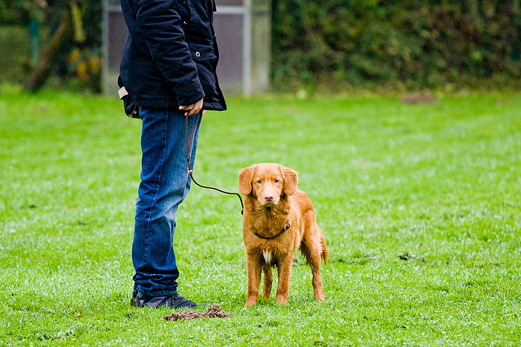 Edison schaut direkt in die Kamera, während er neben Stephan auf der Wiese steht
