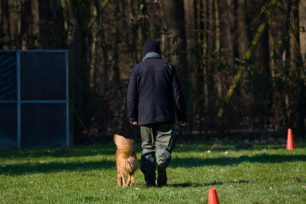 Edison folgt freilaufend bei Fuß