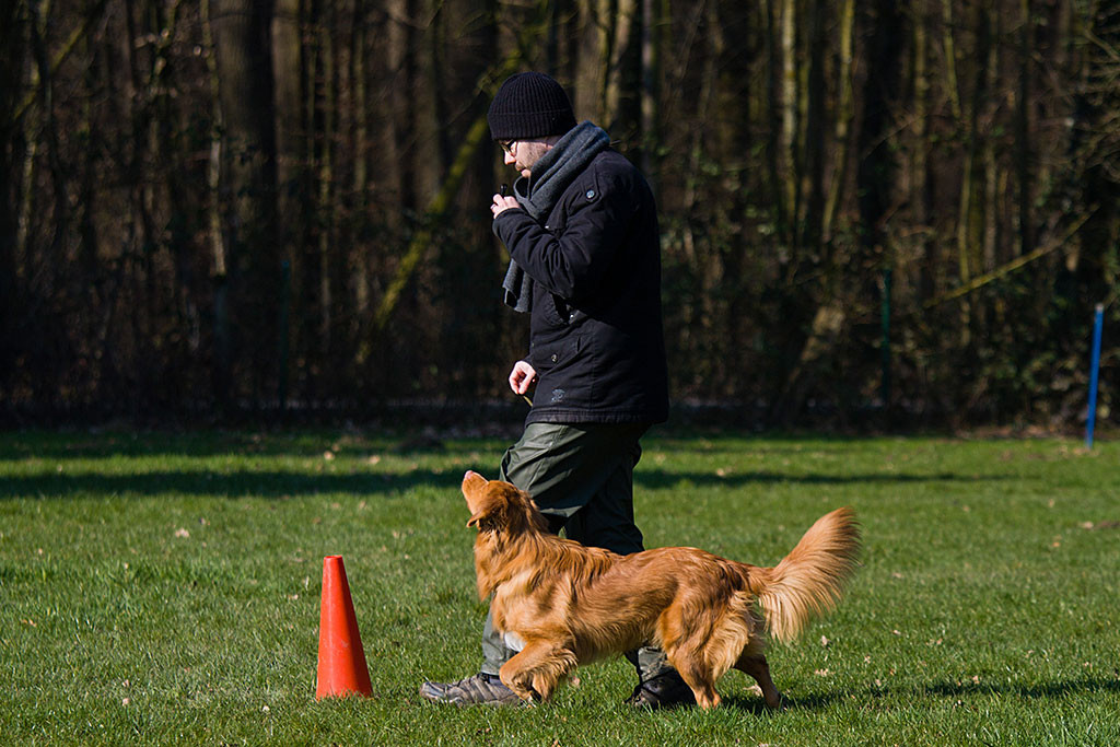 Edison ist aufmerksam und erwartet den kommenden Sitzpfiff