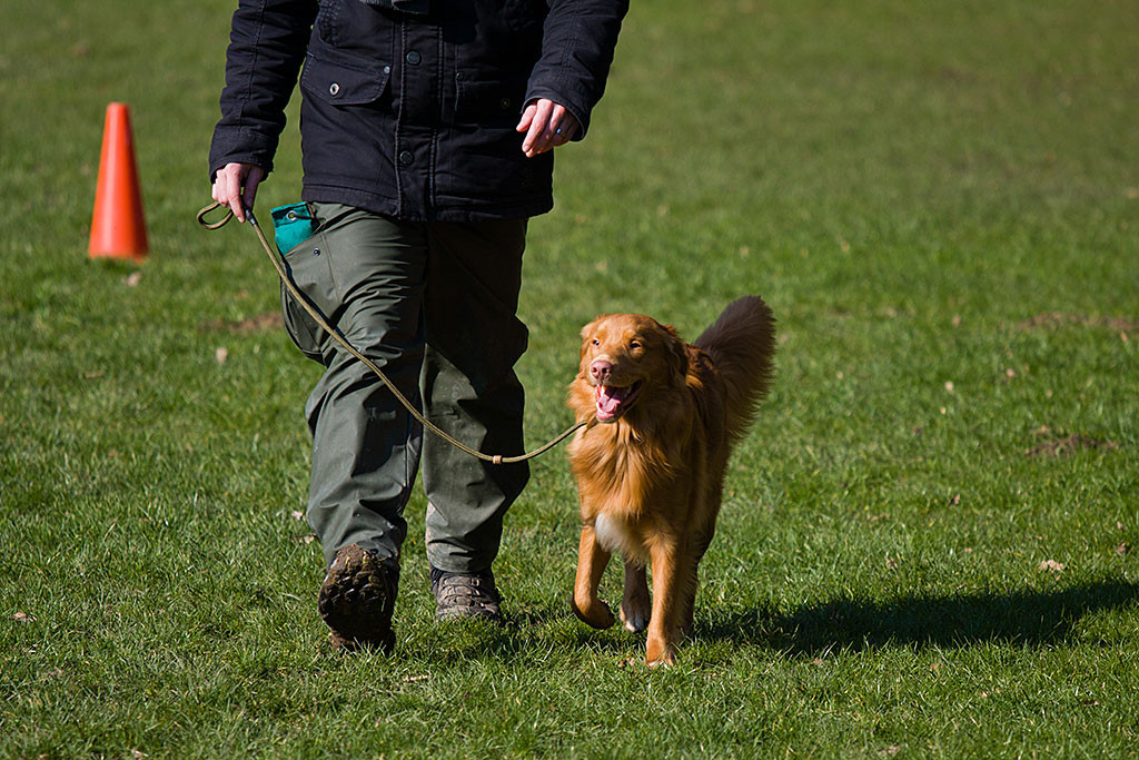 Edison läuft freudig angeleint an Stephans Seite