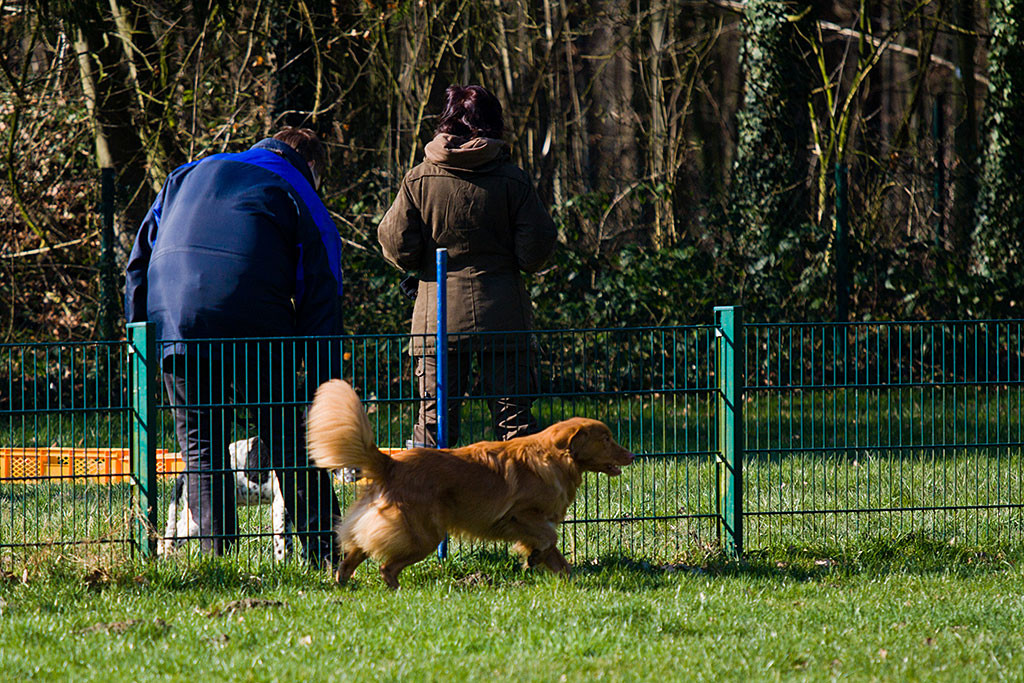 Edison geht stiften und sagt den Junghunden am Zaun Hallo