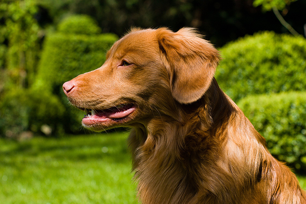 Edison von der Seite