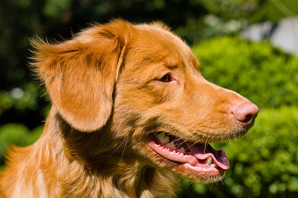 Edisons Kopf lächelnd von der Seite