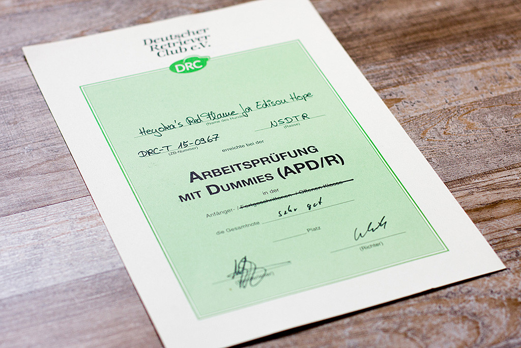 Edisons Urkunde zur bestandenen Arbeitsprüfung mit Dummies