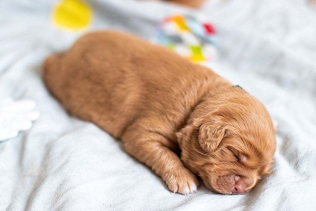 Herr Schwarz beim schlafen
