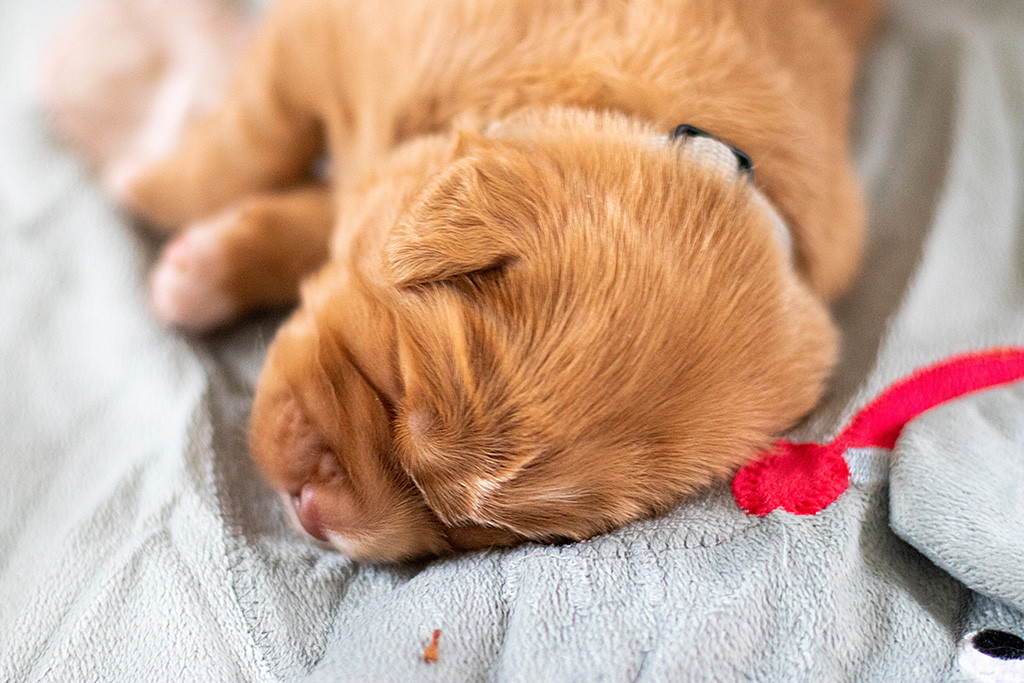 Herr Grau beim schlafen