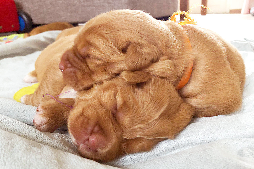 Miss Orange liegt mit ihrem Kopf auf dem Kopf von Miss Lila
