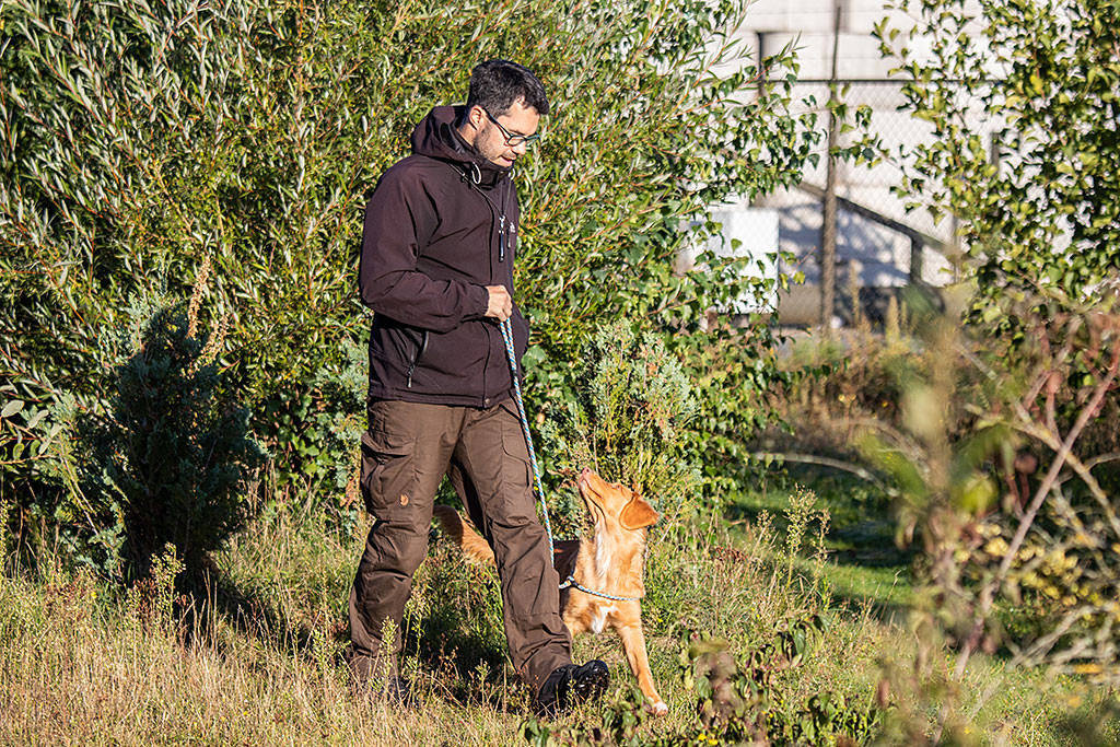 Newton läuft angeleint neben Stephan bei Fuß und schaut dabei zu ihm hoch