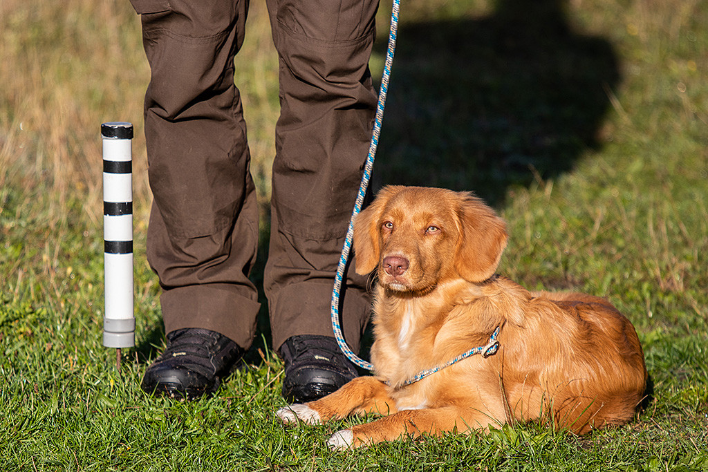 Newton liegt angeleint an Stephans Seite und schaut den anderen Hunden beim Arbeiten zu