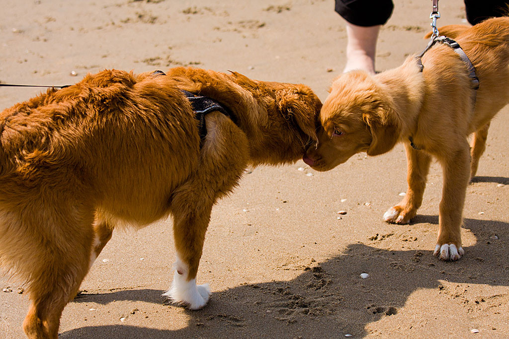 Edison trifft einen holländischen Toller