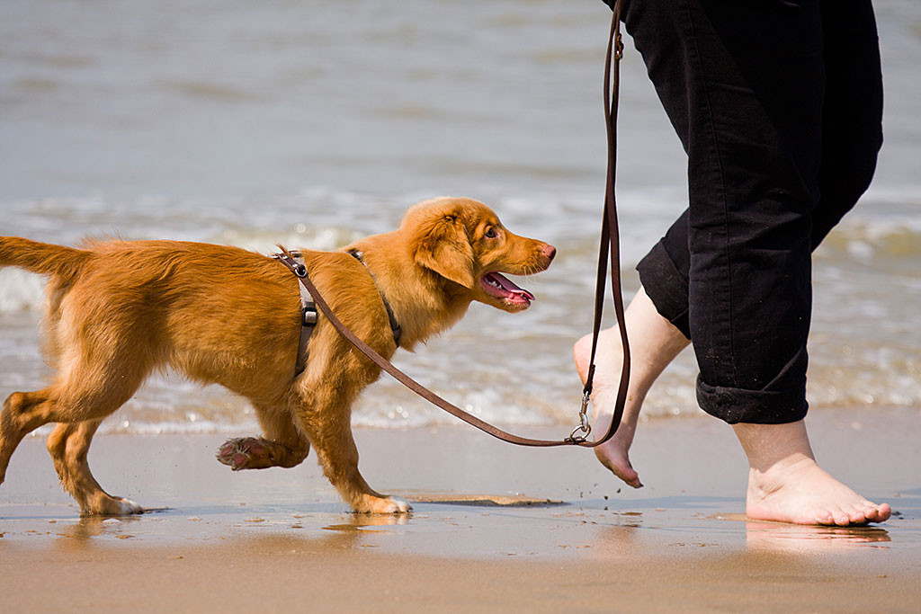 Edison läuft Frauchen angeleint am Strand hinterher