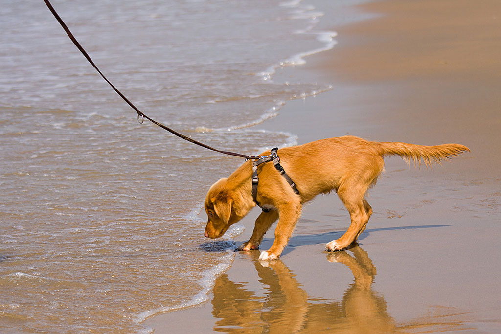 Edison schnüffelt am Meerwasser