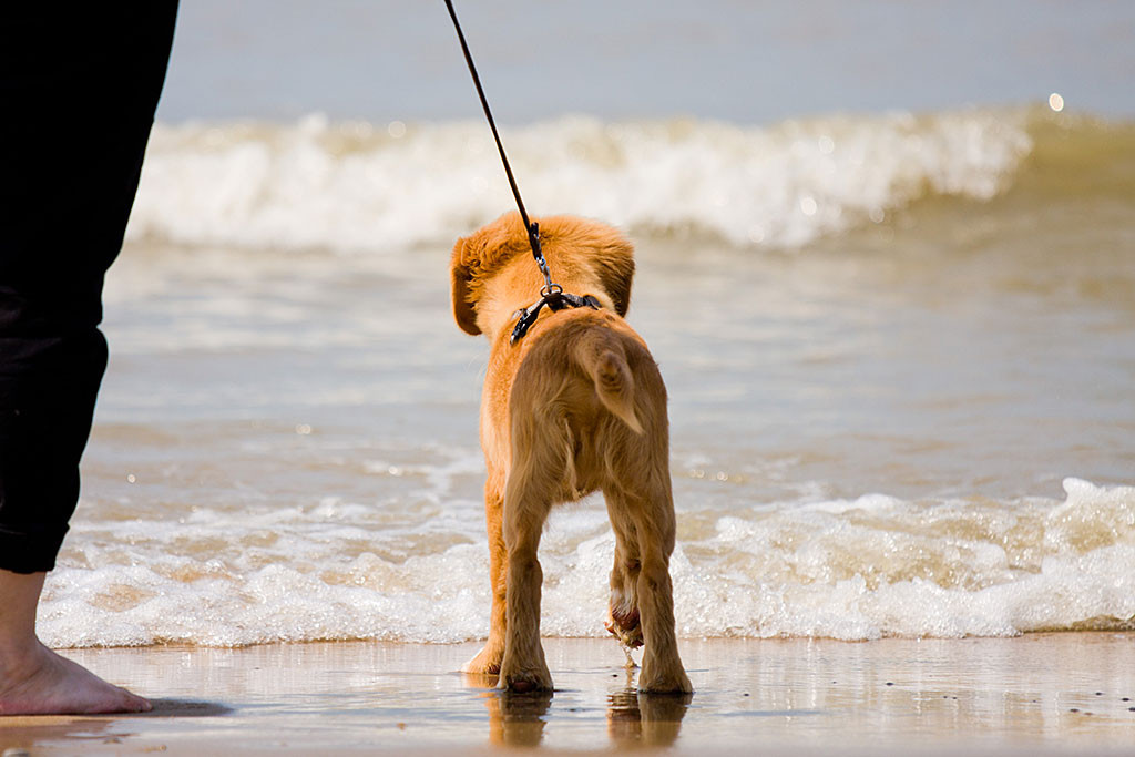 Edison nimmt ein erstes Fußbad im Meer