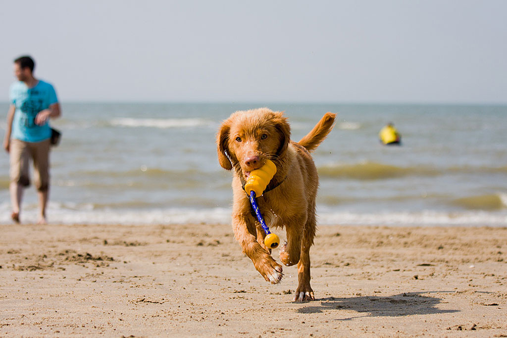 Edison apportiert das Spielzeug zum Lager