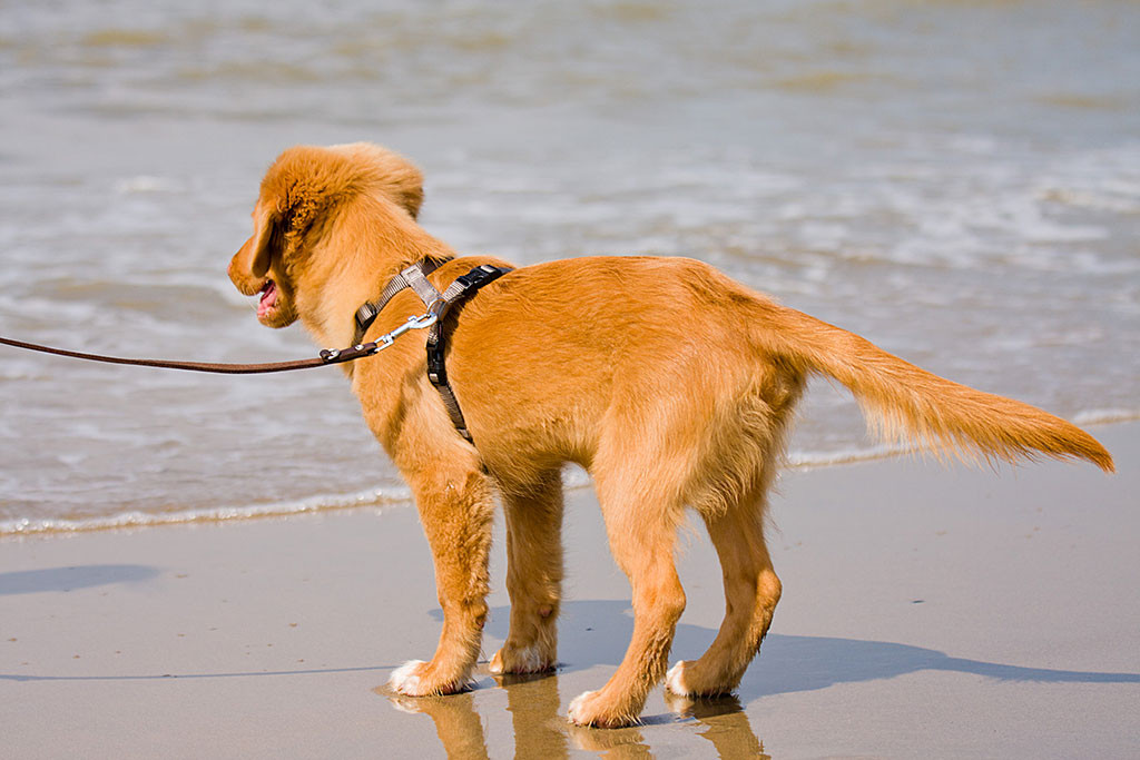 Edison schaut angeleint vom Strand aus aufs Meer hinaus