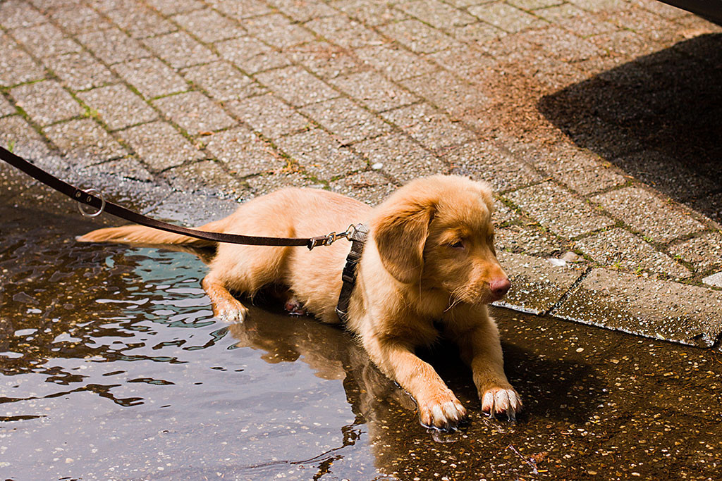 Edison nimmt ein Bad in einer Pfütze