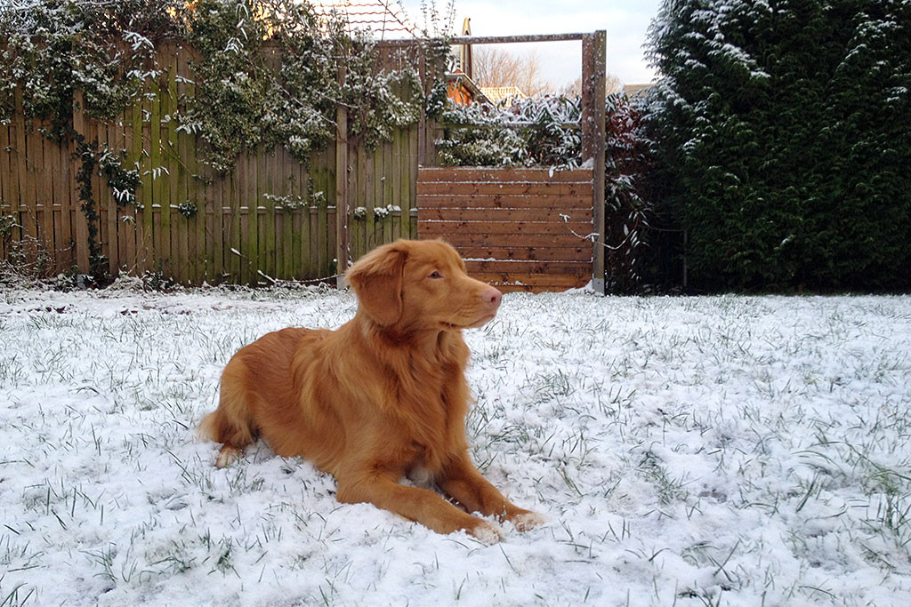 Edisons liegt auf dem Rasen im Schnee