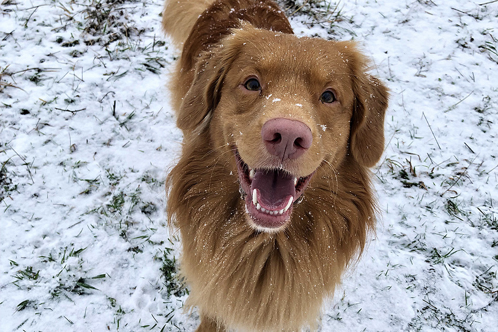 Edison grinst von unten in die Kamera während mehrere Schneeflocken auf ihm liegen