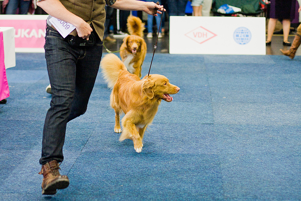 Edison läuft freudestrahlend an der Seite von Stephan durch den Ring