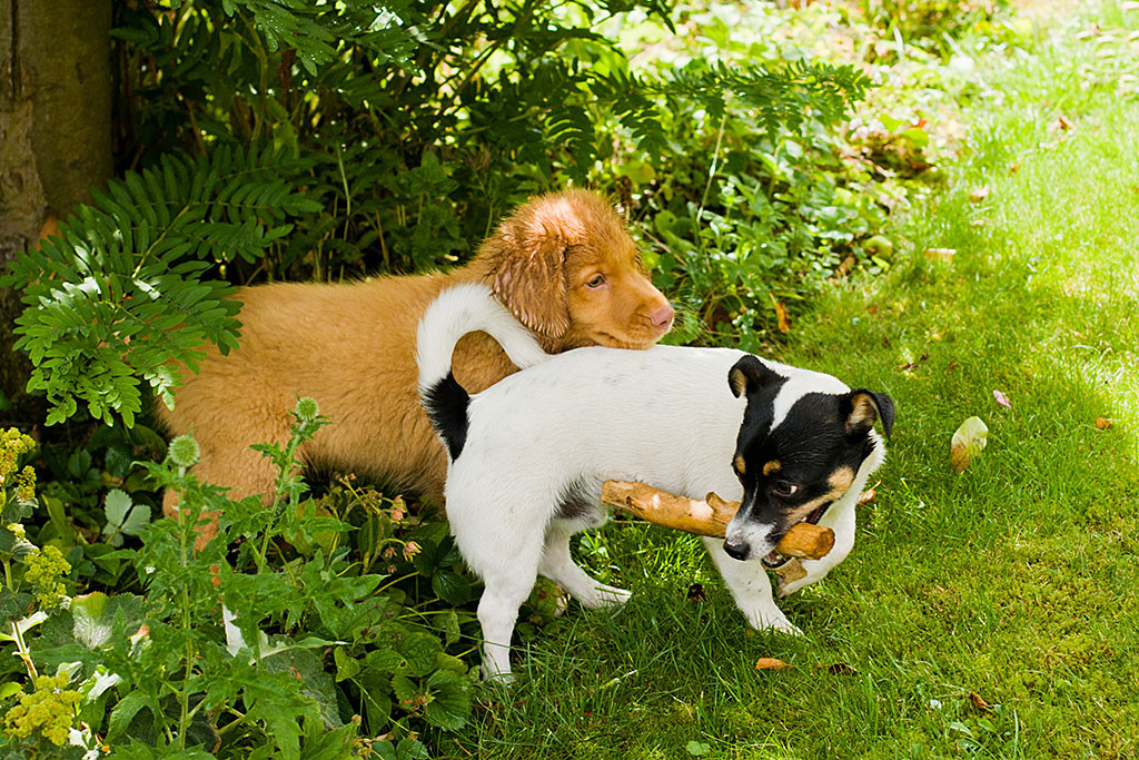 Edison versucht Oreo das Stöckchen abzunehmen