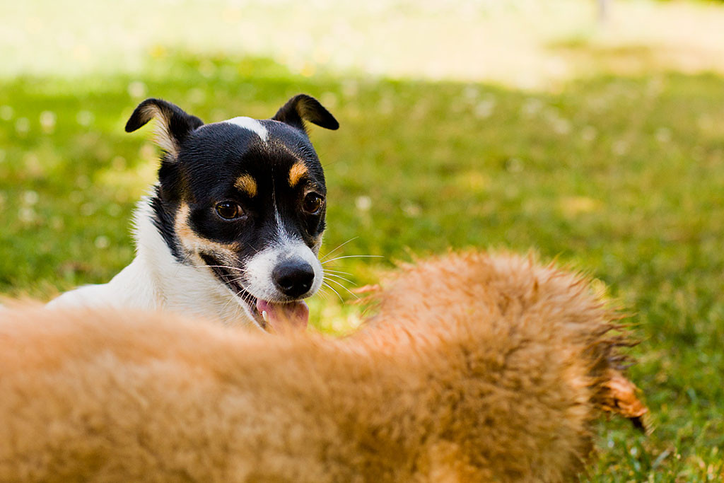 Oreo schaut Edison an