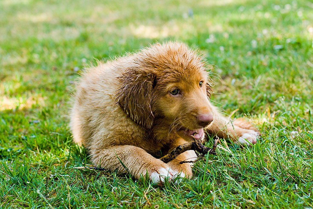 Edison liegt auf der Wiese mit einem Stöckchen zwischen den Pfoten, an dem er knabbert