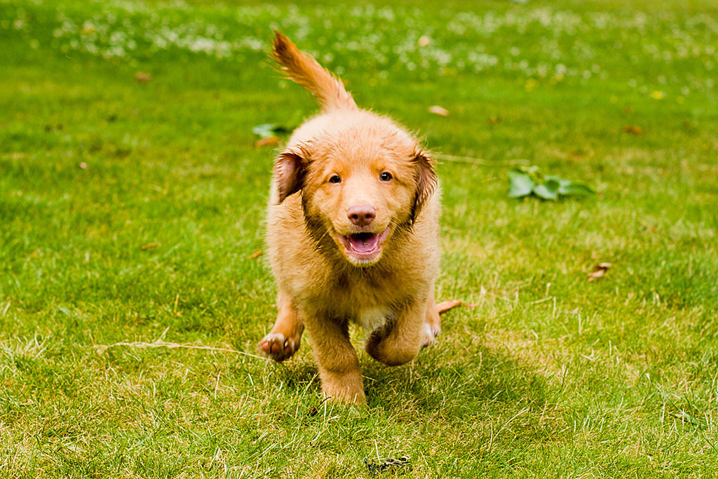 Edison rennt über den Rasen auf mich zu