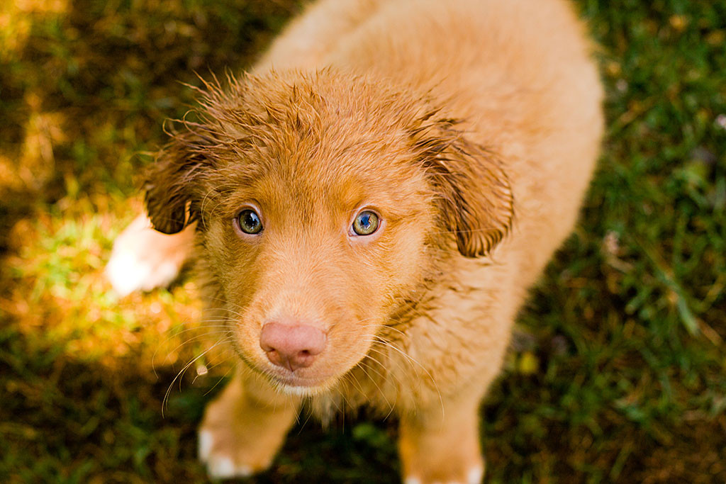 Edison mit töffeligem Blick und nassen Ohren